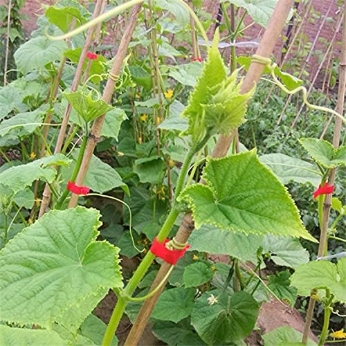 Vrtne trake za alat za vezivanje biljaka, 20 rola 1/2 * 100 stopa elastičnih traka za rajčice od grožđa, vinove loze i drveća,