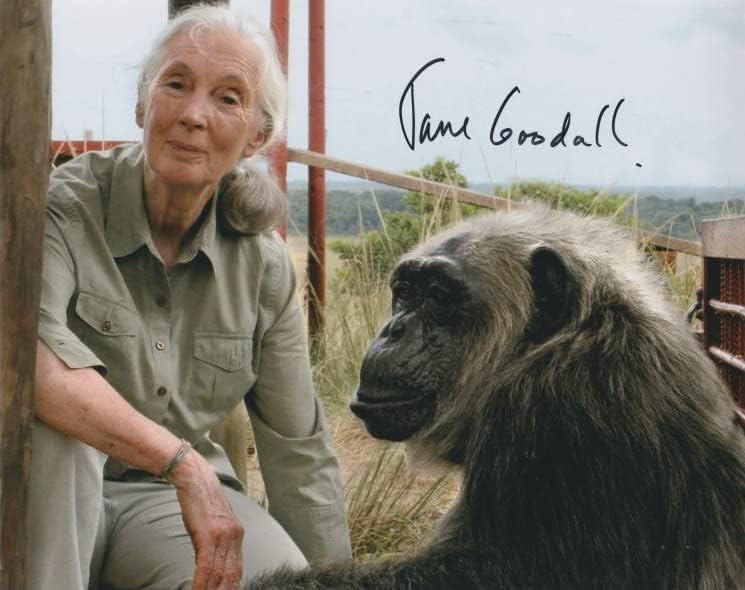 Jane Goodall napisala je fotografiju od 8 do 10 inča